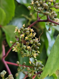 Parthenocissus Flower seeds for Planting Wildflower Mix Heirloom & GMO Free Seeds for Home Garden 
 
 Sale