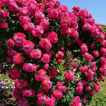 Rose Flower Planting Seeds