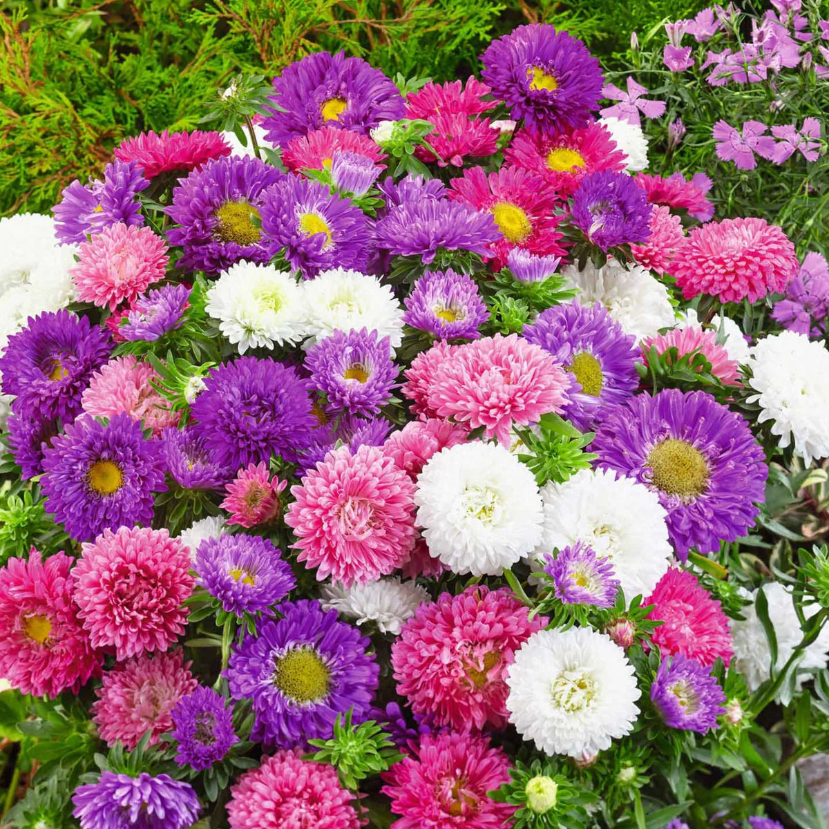 Heirloom China Aster Flower seeds for Planting Cottage Garden Essential Heirloom & GMO Free Seeds for Home Garden