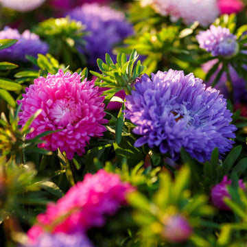 White Maroon Aster Flower Seeds for Planting Pollinator Friendly Heirloom & GMO Free Seeds for Home Garden
 
 Sale
