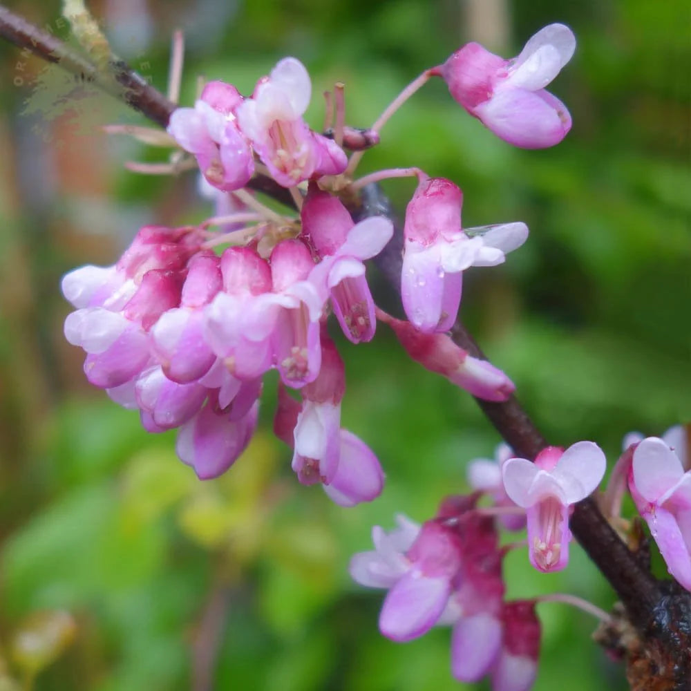 Pink Cercis Siliquastrum Flower seeds for Planting Bright Blooms Heirloom & GMO Free Seeds for Home Garden 
 
 Sale