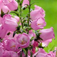 Heirloom Canterbury Flower seeds for Planting Easy to Grow Heirloom & GMO Free Seeds for Home Garden