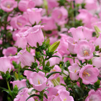 Light Pink Canterbury Bells Flower seeds for Planting Hardy Variety Heirloom & GMO Free Seeds for Home Garden