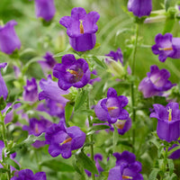 Violet Canterbury Bells Flower Seeds Flower seeds for Planting Wildflower Mix Heirloom & GMO Free Seeds for Home Garden