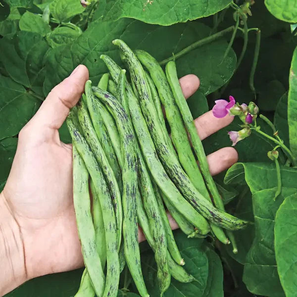 Green Black Rattlesnake Bean Seeds for Planting
