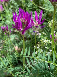 Purple Astragalus Flower seeds for Planting - Drought Tolerant, Heirloom & GMO Free Seeds for Home Garden