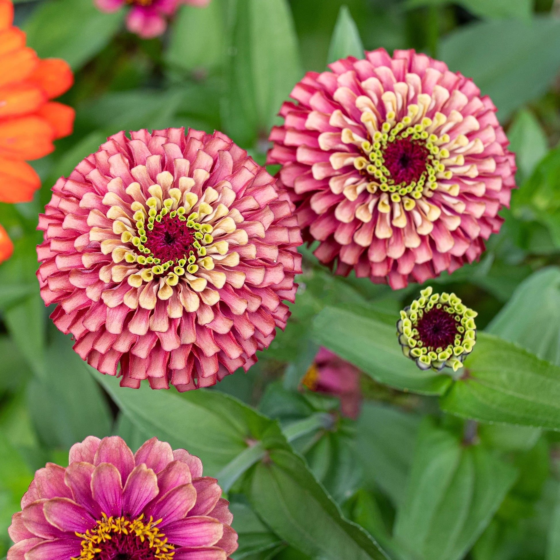 Queeny Lime Red Zinnia Flower seeds for Planting Shade Tolerant Heirloom & GMO Free Seeds for Home Garden