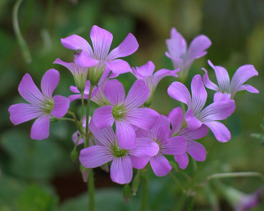 Green Purple Four Leaf Clover for Planting Cut Flower Favorite Heirloom & GMO Free Seeds for Home Garden
 
 Sale
