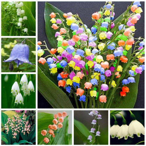 Mixed Bell Orchid Flower seeds for Planting - Low Maintenance, Heirloom & GMO Free Seeds for Home Garden