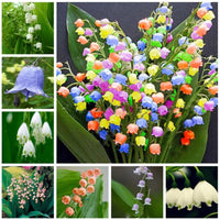 Mixed Bell Orchid Flower seeds for Planting - Low Maintenance, Heirloom & GMO Free Seeds for Home Garden