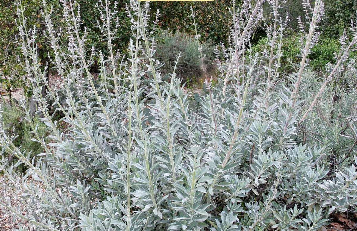 Apiana Flower seeds for Planting Wildflower Mix Heirloom & GMO Free Seeds for Home Garden 
 
 Sale for planting in home garden