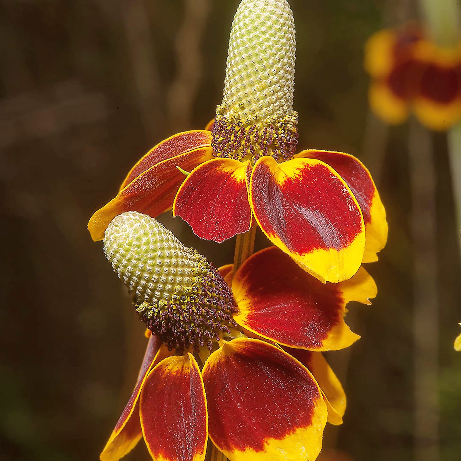 Upright Prairie Coneflower Seeds – Beautiful Wildflowers for Pollinator Gardens