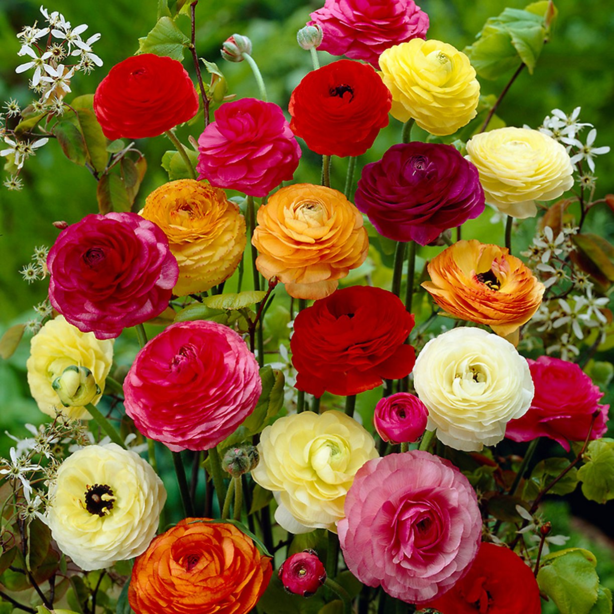 Mixed Ranunculus Flower Seeds Sun Loving Heirloom & GMO Free Seeds for Home Garden
 
 Sale
