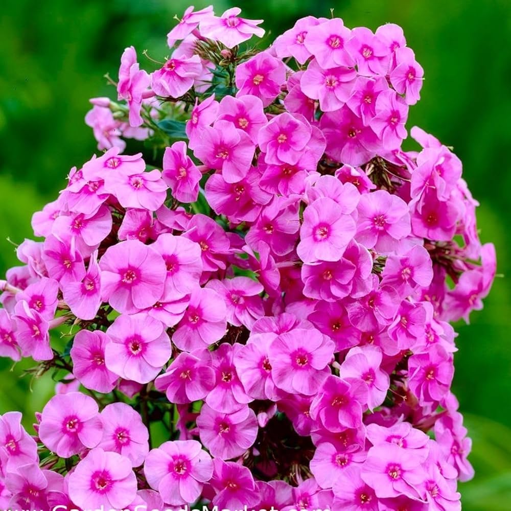 Perennial Flower seeds for Planting Seasonal Bloomer Heirloom & GMO Free Seeds for Home Garden