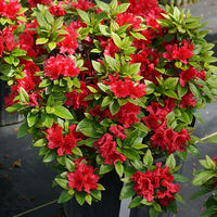 Azalea Rhododendron spp Flower Seeds for Planting in Flower Bed