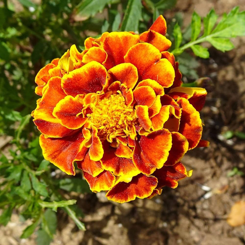 Marigold Janie Spry Französisch for planting in flower bed