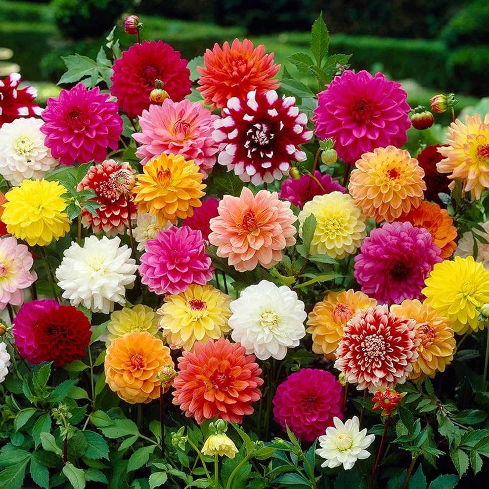 Heirloom Dahlias Flower seeds for Planting Vibrant Colors Heirloom & GMO Free Seeds for Home Garden