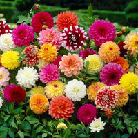 Heirloom Dahlias Flower seeds for Planting Vibrant Colors Heirloom & GMO Free Seeds for Home Garden