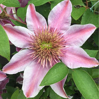 Light Pink Clematis Flower seeds for Planting - Easy to Grow, Heirloom & GMO Free Seeds for Home Garden
