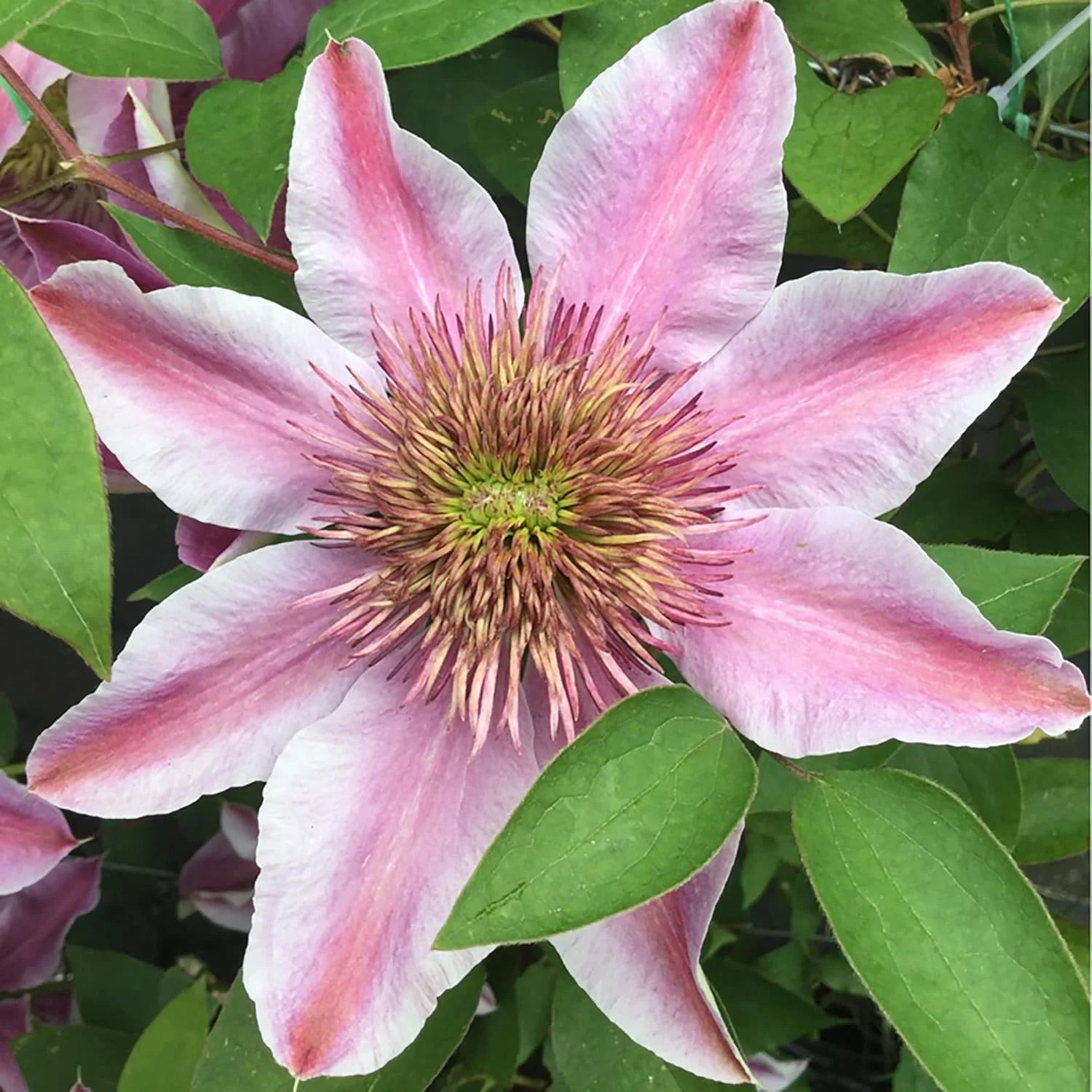 Baby Pink Clematis Flower Seeds for Planting Drought Tolerant Heirloom & GMO Free Seeds for Home Garden
 
 Sale