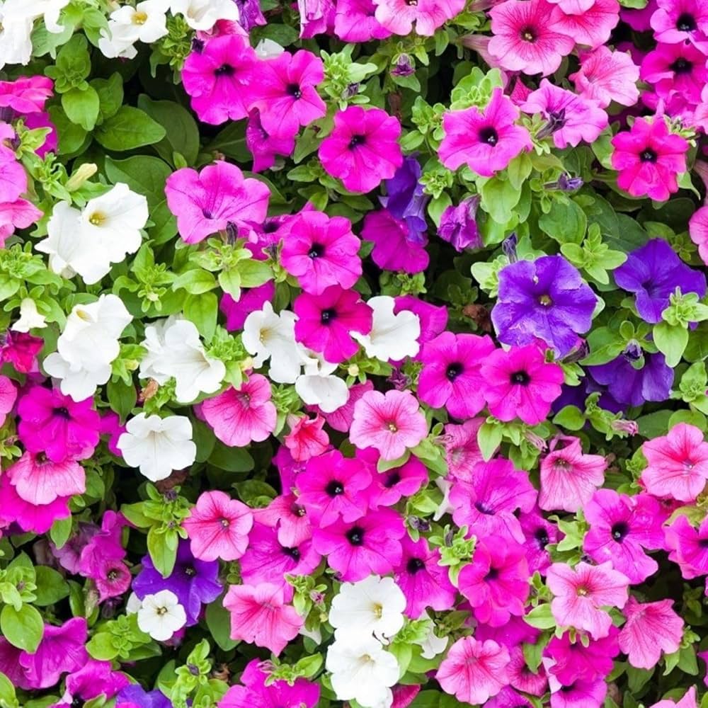 Purple Surfinia Planting Seeds - Perfect for Colorful Blooms