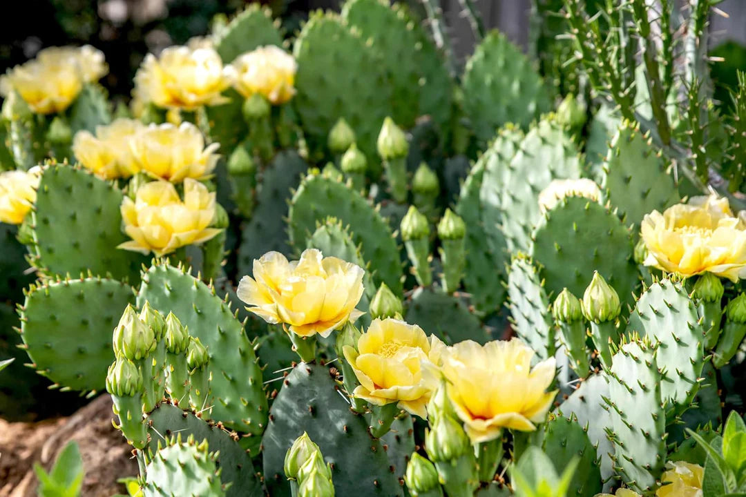 Heirloom Yellow Opuntia Flower seeds for Planting Pollinator Friendly Heirloom & GMO Free Seeds for Home Garden