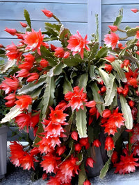 Epiphyllum Flower seeds for Planting - Cut Flower Favorite, Heirloom & GMO Free Seeds for Home Garden