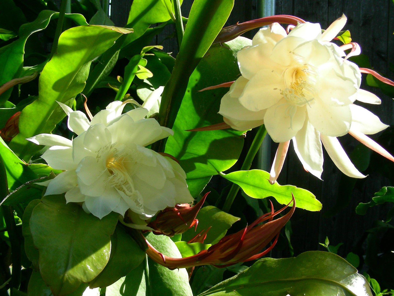 Silver Epiphyllum Flower seeds for Planting - Pollinator Friendly, Heirloom & GMO Free Seeds for Home Garden