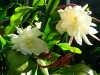 Silver Epiphyllum Flower seeds for Planting - Pollinator Friendly, Heirloom & GMO Free Seeds for Home Garden