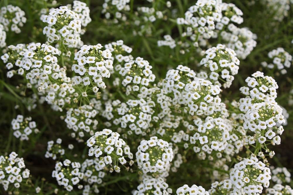 Carpet Flower seeds for Planting Colorful Display Heirloom & GMO Free Seeds for Home Garden