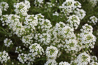 Carpet Flower seeds for Planting Colorful Display Heirloom & GMO Free Seeds for Home Garden