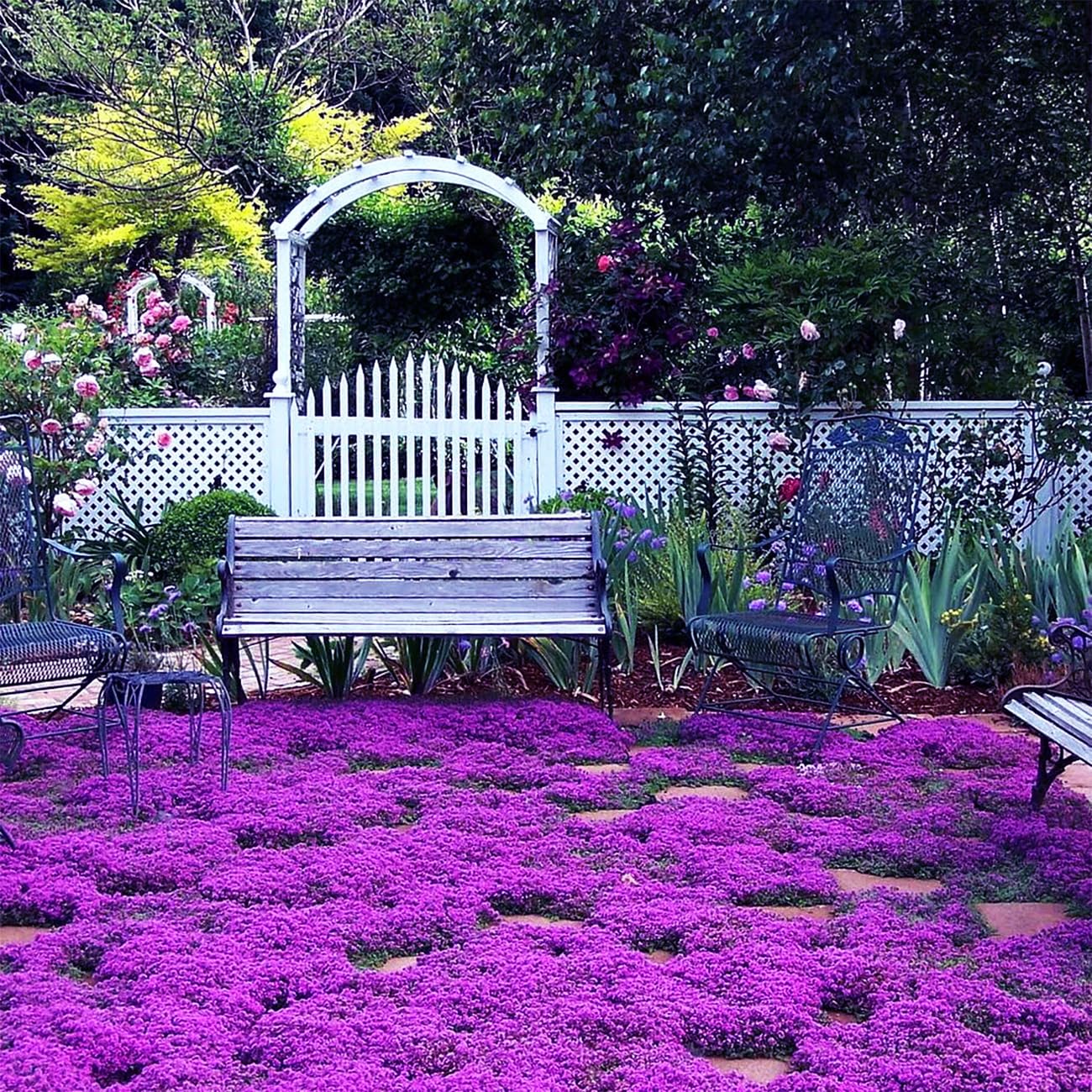 Climbing Thyme Flower Seeds For Planting and Gardening