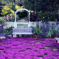Climbing Thyme Flower Seeds For Planting and Gardening