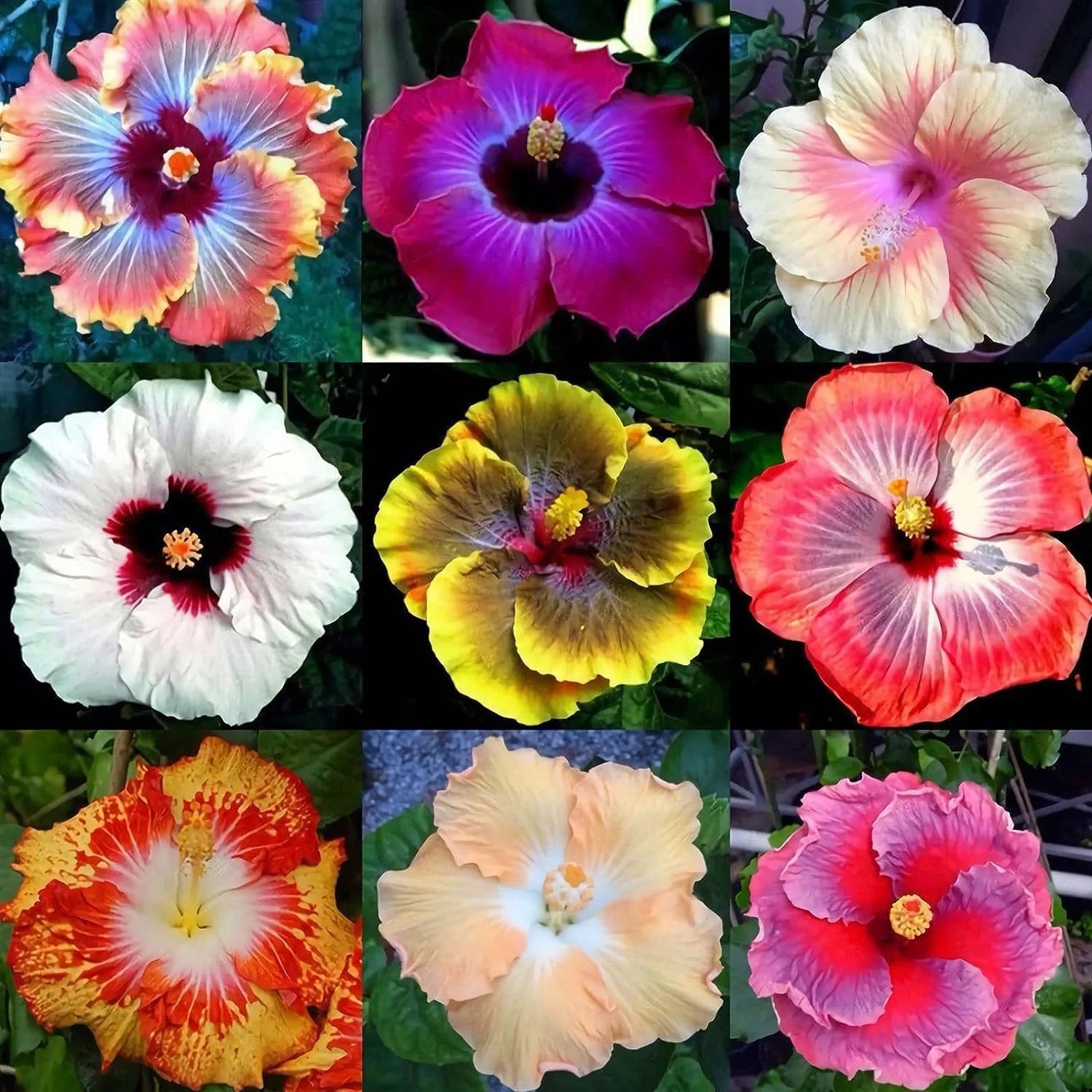 Hibiscus Flower seeds for Planting Colorful Display Heirloom & GMO Free Seeds for Home Garden