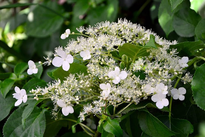 Kletterhortensie climbing hydrangea flower seeds
