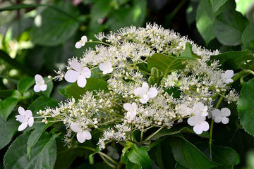 Kletterhortensie climbing hydrangea flower seeds