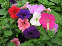Pink Mix Petunia Hanging Flower Seeds for Planting Heirloom NONGMO Vibrant Garden Blooms 
 
 Sale