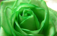 Green Roses Seeds for Planting flower bed garden