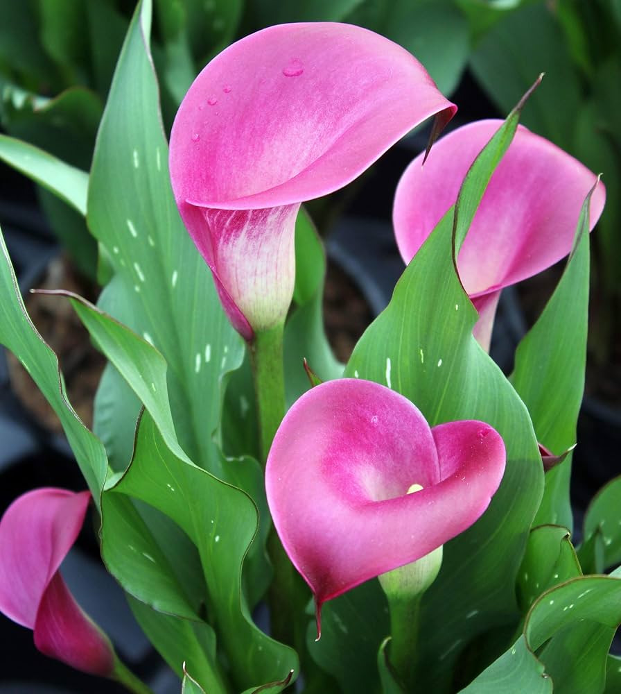 Light Pink Calla Flower Seeds for Planting Shade Tolerant Heirloom & GMO Free Seeds for Home Garden
 
 Sale