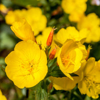 Pale Yellow Evening Primrose Re-Seeding Flower Seeds