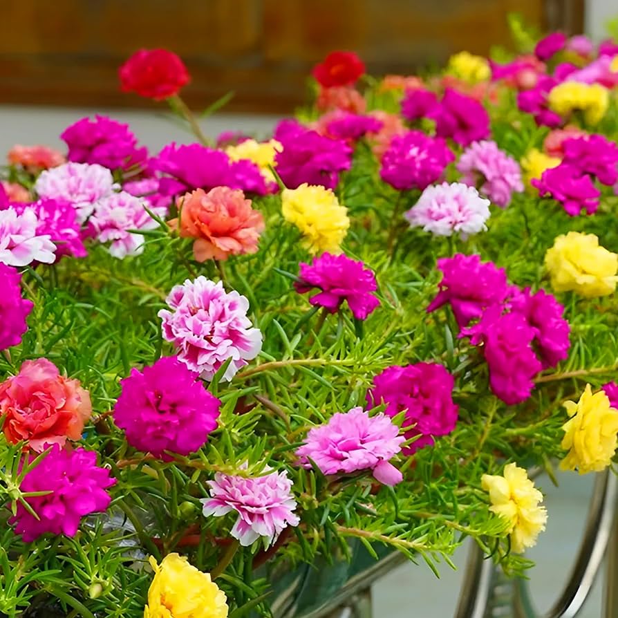 Moss Rose Flower seeds for Planting Perfect for Borders Heirloom & GMO Free Seeds for Home Garden