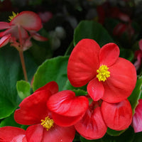 Begonia Super Olympia Rose Flower Seeds for Planting flower bed