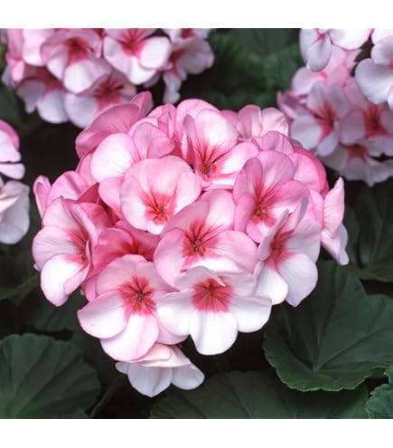 Light Violet Geranium Flower Seeds for Planting Perfect for Borders Heirloom & GMO Free Seeds for Home Garden
 
 Sale