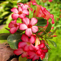 Adenium Desert Flower Seeds for Easy Planting