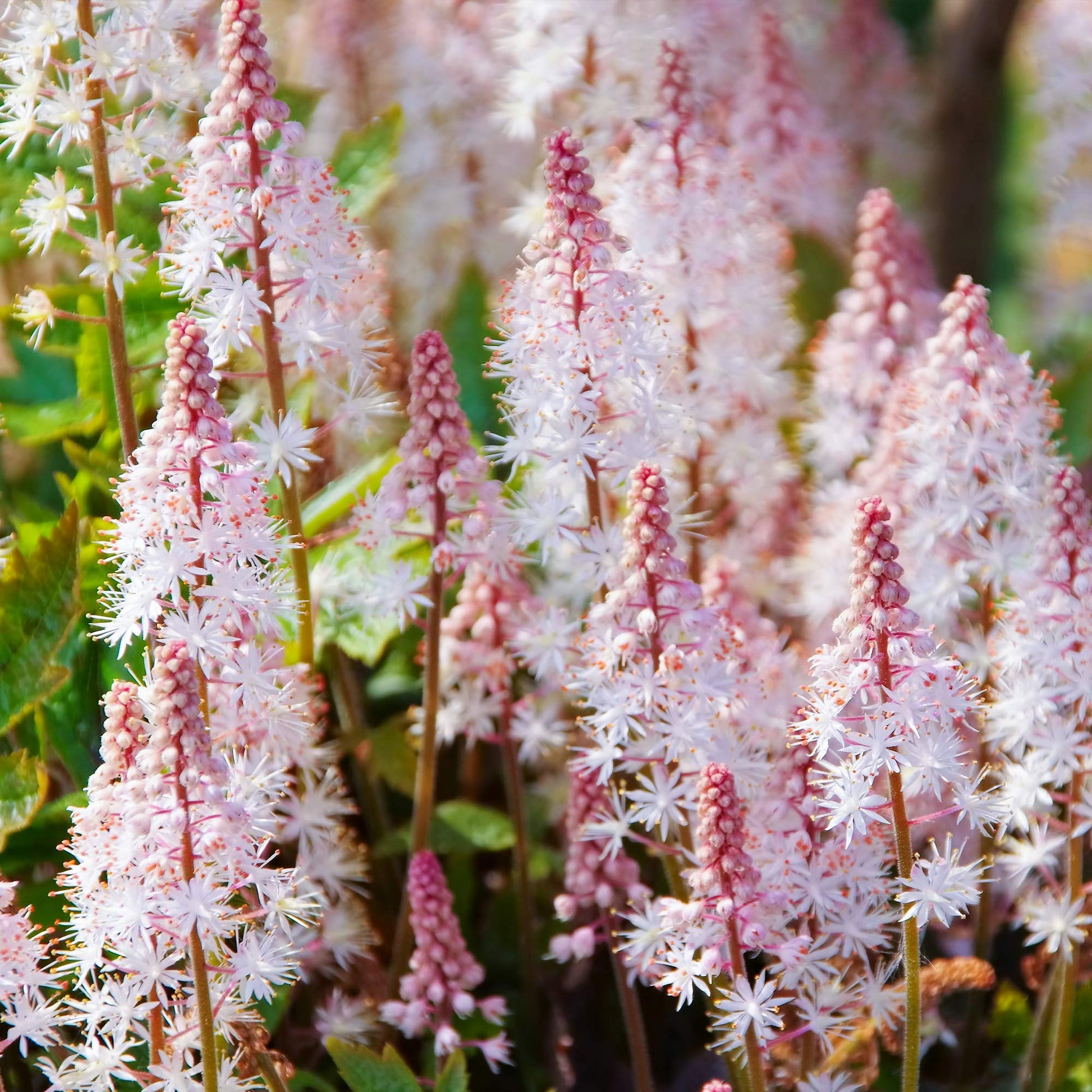 Pink White Tiarella Flower seeds for Planting - Long Bloom Season, Heirloom & GMO Free Seeds for Home Garden