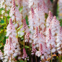 Pink White Tiarella Flower seeds for Planting - Long Bloom Season, Heirloom & GMO Free Seeds for Home Garden