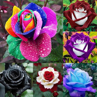 Mixed Color Home Garden Rose Flower Seeds for Planting Low Maintenance Heirloom & GMO Free Seeds for Home Garden
 
 Sale
