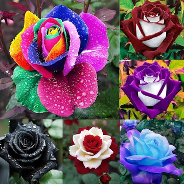 Mixed Color Home Garden Rose Flower Seeds for Planting Low Maintenance Heirloom & GMO Free Seeds for Home Garden
 
 Sale