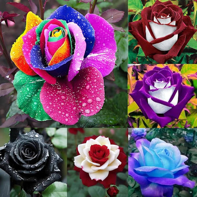100 Pcs