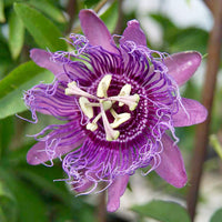 Purple Passionflower Flower seeds for Planting - Compact Growth, Heirloom & GMO Free Seeds for Home Garden
 
 Sale for planting in home garden.